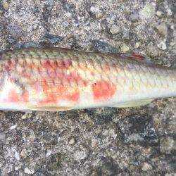 チャリコに苦しむ釣り