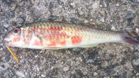 チャリコに苦しむ釣り