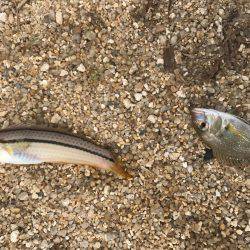 豆チャリコの猛攻に!