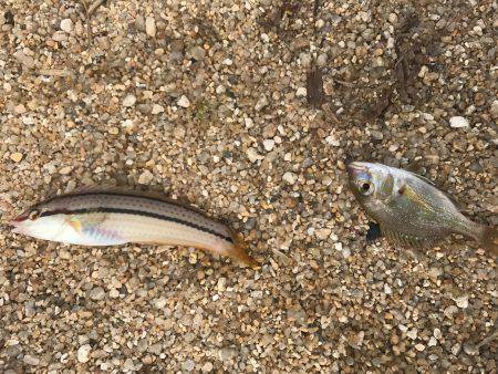 豆チャリコの猛攻に!