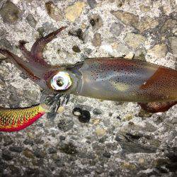 シーズンイン？