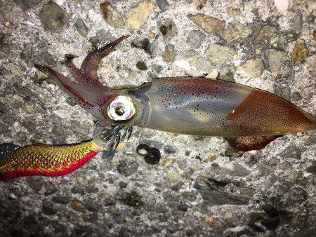 シーズンイン？