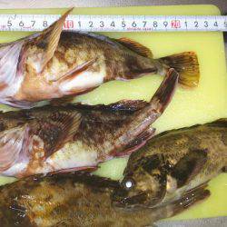 台風前に底物調査！