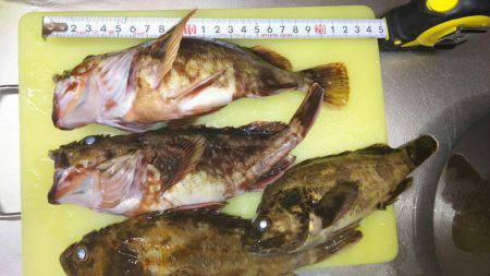 台風前に底物調査！