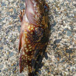 メバダート１インチ使う(笑)。