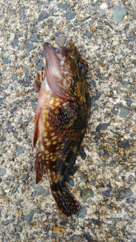 メバダート１インチ使う(笑)。