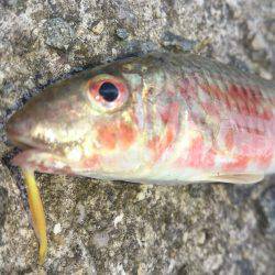 チャリコに苦しむ釣り