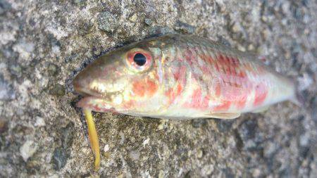 チャリコに苦しむ釣り