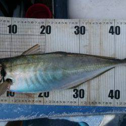 釣り船武蔵 釣果