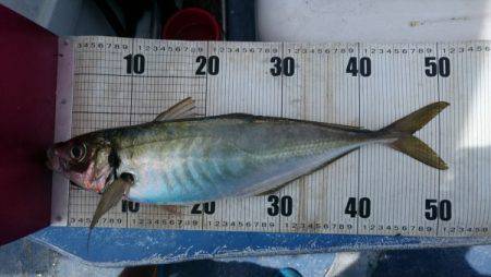 釣り船武蔵 釣果