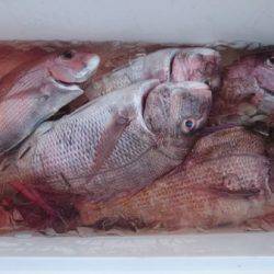 釣り船武蔵 釣果