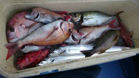 釣り船武蔵 釣果