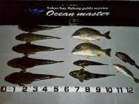 オーシャンマスター 釣果