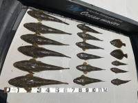 オーシャンマスター 釣果