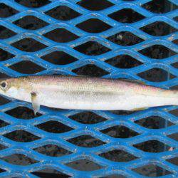 オリジナルメーカー海づり公園(市原市海づり施設) 釣果