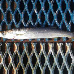 オリジナルメーカー海づり公園(市原市海づり施設) 釣果