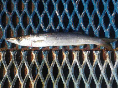 オリジナルメーカー海づり公園(市原市海づり施設) 釣果