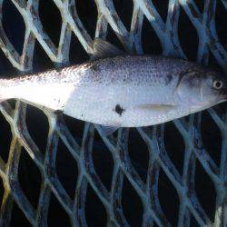 オリジナルメーカー海づり公園(市原市海づり施設) 釣果