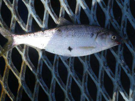 オリジナルメーカー海づり公園(市原市海づり施設) 釣果