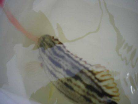 オリジナルメーカー海づり公園(市原市海づり施設) 釣果