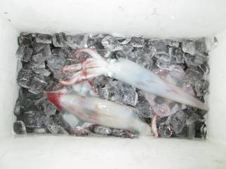 なかくに丸 釣果