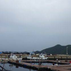 淡路じゃのひれフィッシングパーク 釣果