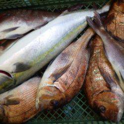 淡路じゃのひれフィッシングパーク 釣果