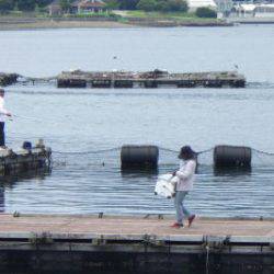 淡路じゃのひれフィッシングパーク 釣果
