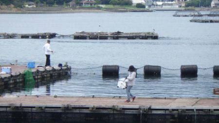淡路じゃのひれフィッシングパーク 釣果