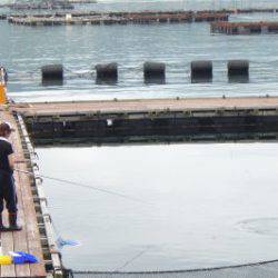 淡路じゃのひれフィッシングパーク 釣果