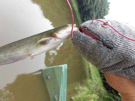 OLAHO　FISHING SPOT 釣果…