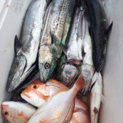 シーモンキー 釣果