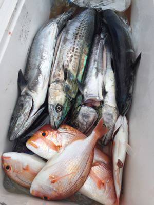 シーモンキー 釣果