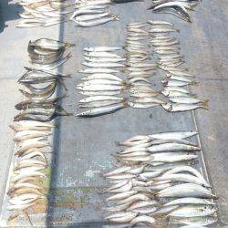 FISHING RISKY 釣果