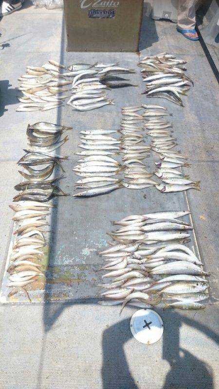 FISHING RISKY 釣果