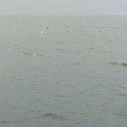 あみや渡船 JIGBOY 釣果