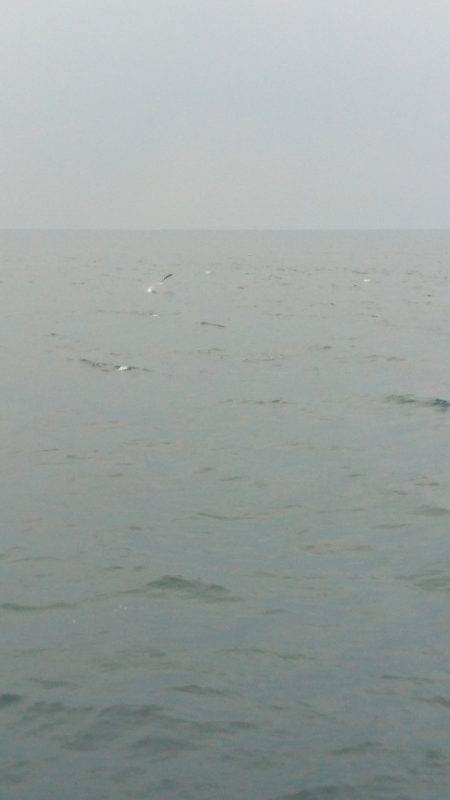 あみや渡船 JIGBOY 釣果