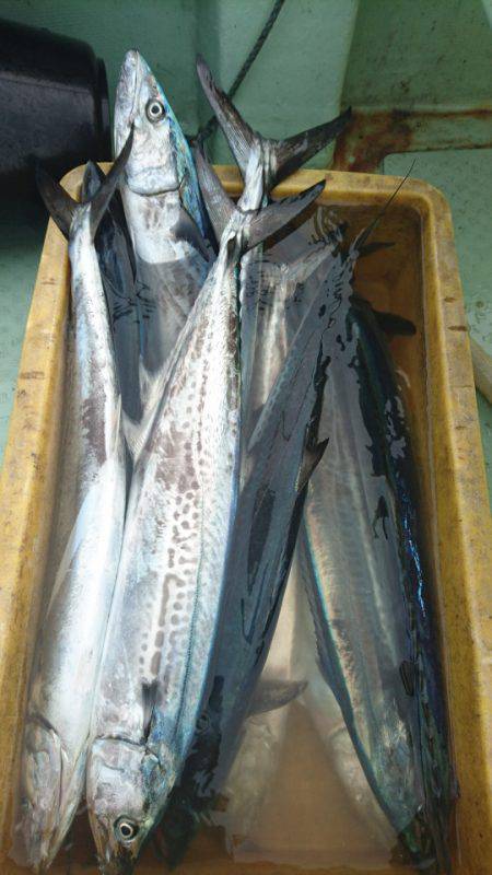 あみや渡船 JIGBOY 釣果