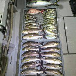 エンペラー 釣果