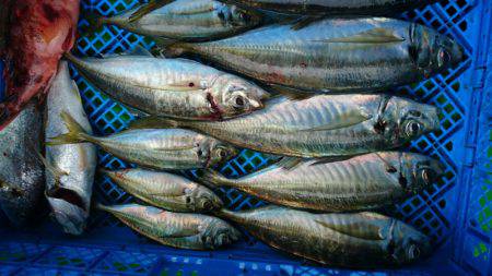 小島丸 釣果
