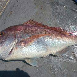 FISHING RISKY 釣果