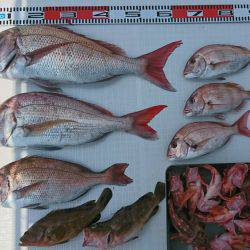 遊漁船 家入 釣果