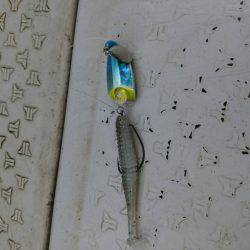 海季丸(みきまる) 釣果