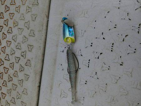 海季丸(みきまる) 釣果