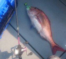 IDATEN（イダテン） 釣果