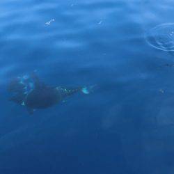 へいみつ丸 釣果