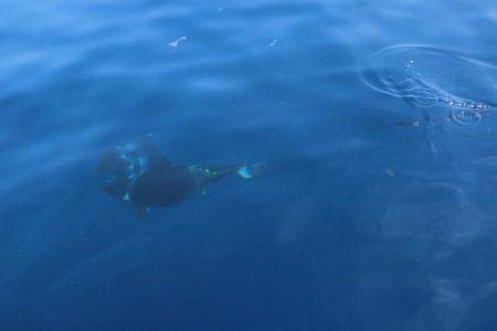 へいみつ丸 釣果