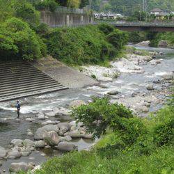 狩野川(狩野川漁業協同組合) 釣果