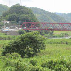 狩野川(狩野川漁業協同組合) 釣果