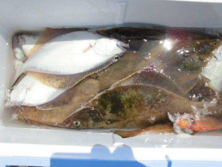 大進丸(新潟) 釣果